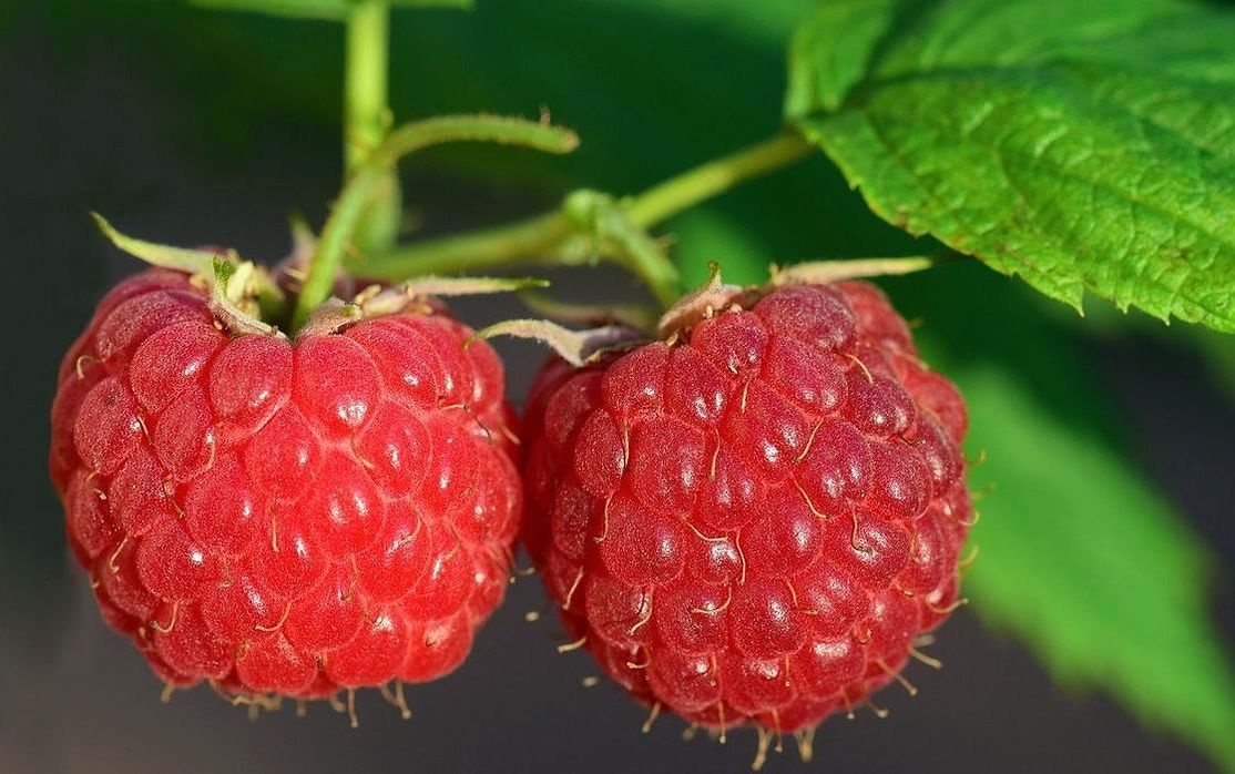 Un plato de fresas recién entregadas