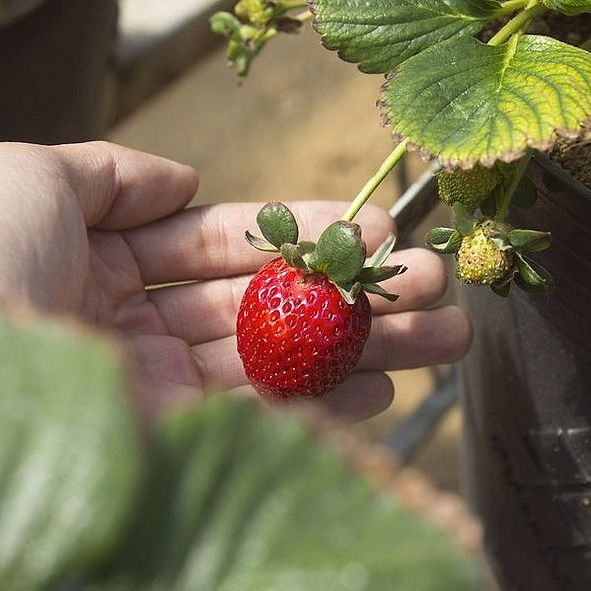 Retrato del gerente de frutas frescas